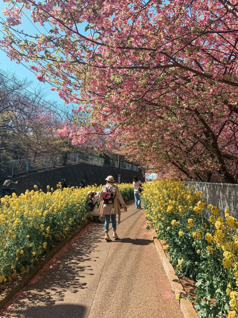 Sakura a repka olejna