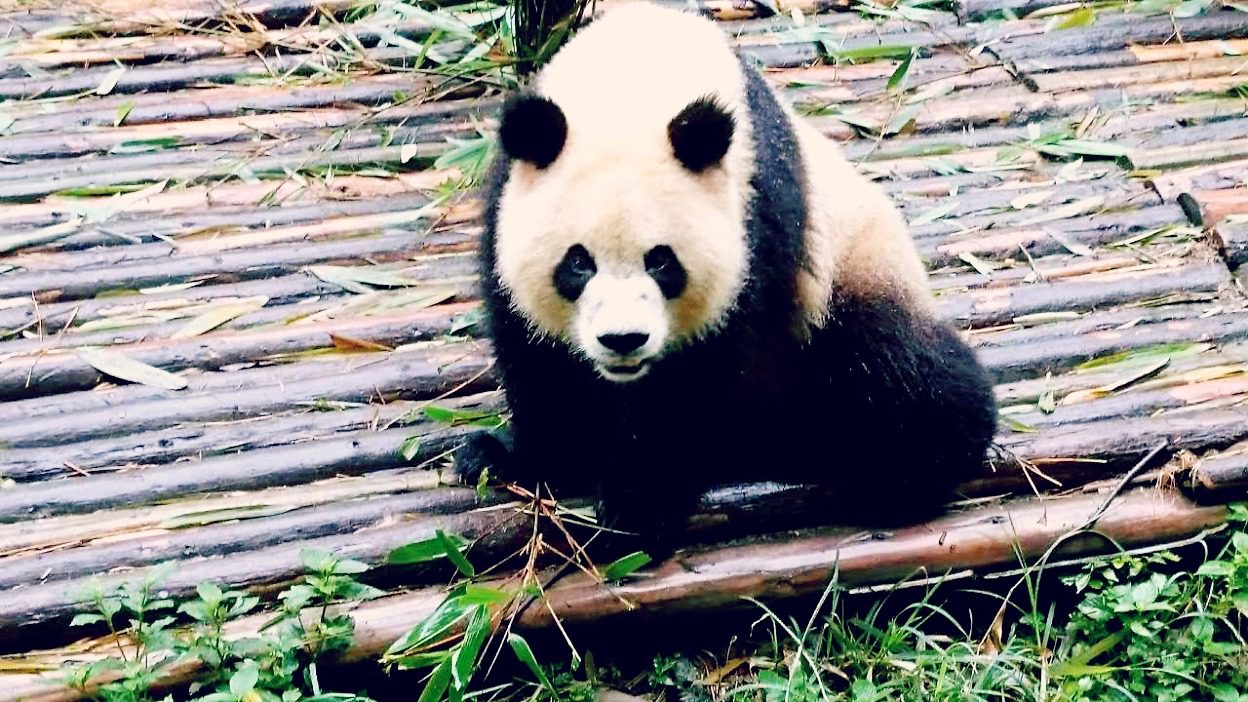 panda v prirodnej rezervacii